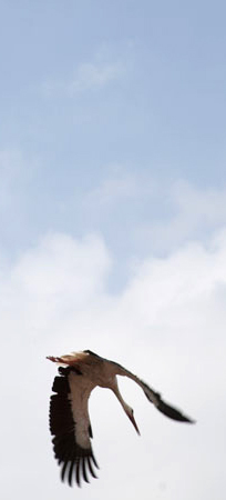 Fliegender Storch im Dunajec-Tal